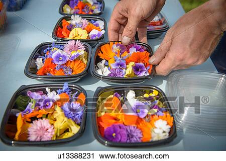 Stock Image - Worker preparing and packing edible flowers. Fotosearch