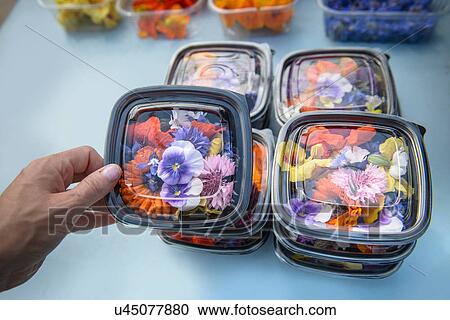 Stock Image - Worker preparing and packing edible flowers. Fotosearch