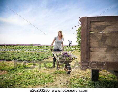 Worker pushing wheelbarrow View Large Photo Image Stock Image - Worker pushing wheelbarrow. Fotosearch