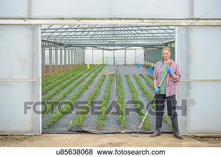 Worker standing outside polytunnel View Large Photo Image Stock Photo - Worker standing outside polytunnel. Fotosearch