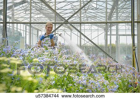 Picture - Worker watering borage. Fotosearch