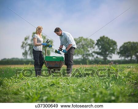 Stock Photo - Workers cutting fresh chives. Fotosearch