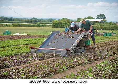 Stock Photo - Workers harvesting vegetable. Fotosearch