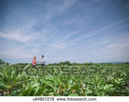 Workers inspecting crops View Large Photo Image Stock Photo - Workers inspecting crops. Fotosearch