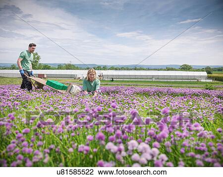 Workers picking fresh chives View Large Photo Image Stock Image - Workers picking fresh chives. Fotosearch