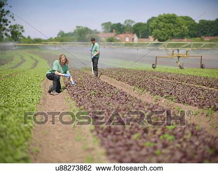 Workers tending to salad crop View Large Photo Image Stock Image - Workers tending to salad crop. Fotosearch