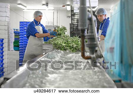 Stock Photo - Workers washing herbs. Fotosearch