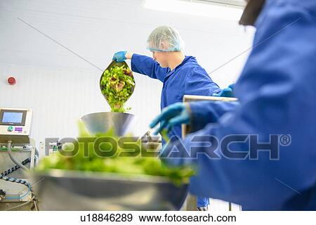 Stock Photo - Workers weighing mixed salad leaves. Fotosearch