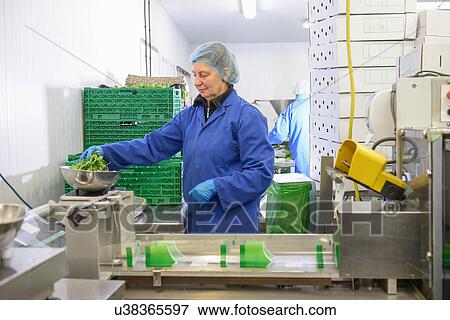 Stock Photo - Workers weighing salad leaves. Fotosearch