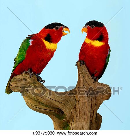 Stock Image - Yellow Bibbed Lories on wooden sculpture. Fotosearch