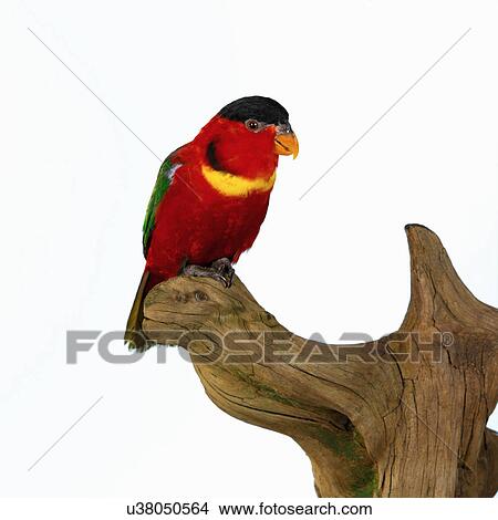 Yellow Bibbed Lory on wooden sculpture View Large Photo Image Picture - Yellow Bibbed Lory on wooden sculpture. Fotosearch