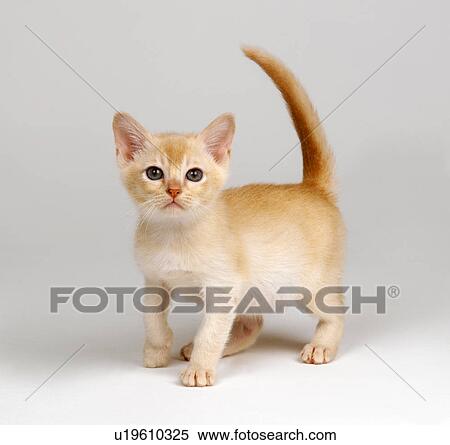 Yellow kitten View Large Photo Image Stock Photography - Yellow kitten. Fotosearch
