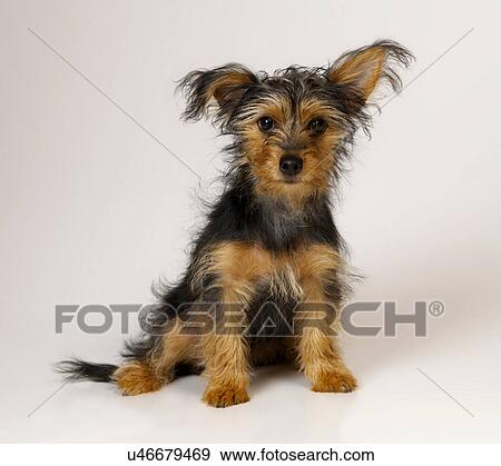 Stock Photo - Yorkshire Terrier. Fotosearch