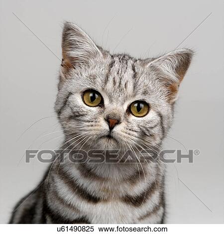Young silver tabby cat View Large Photo Image Stock Photography - Young silver tabby cat. Fotosearch