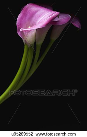 Stock Image - Cala Lilly Flowers. Fotosearch