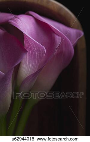 Stock Photo - Cala Lilly Flowers. Fotosearch