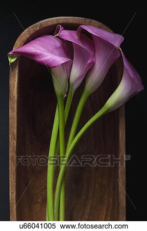 Stock Photography - Cala Lilly Flowers. Fotosearch
