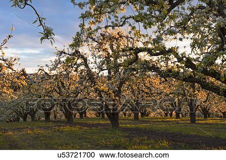 Stock Image - Cherry tree in blossom. Fotosearch