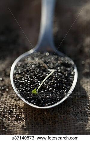 Chia seeds on spoon, close-up View Large Photo Image Stock Image - Chia seeds on spoon, close-up. Fotosearch