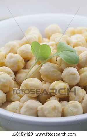Close-up of chickpea in bowl View Large Photo Image Stock Photo - Close-up of chickpea in bowl. Fotosearch