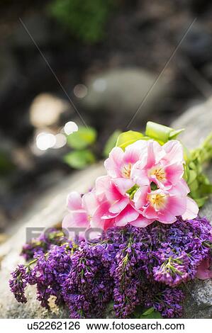 Close-up of flowers View Large Photo Image Stock Photograph - Close-up of flowers. Fotosearch
