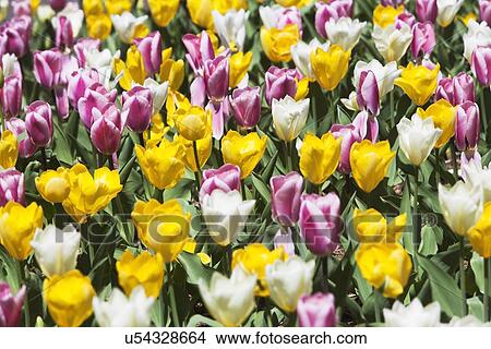 Picture - Field of tulip flowers. Fotosearch