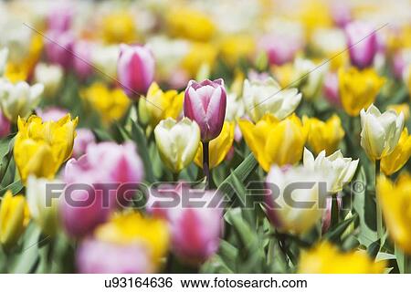 Field of tulip flowers View Large Photo Image Stock Photograph - Field of tulip flowers. Fotosearch