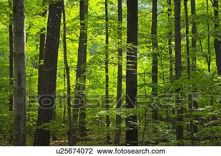 Forest View Large Photo Image Stock Image - Forest. Fotosearch