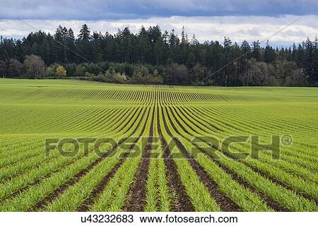 Garlic row View Large Photo Image Stock Image - Garlic row. Fotosearch