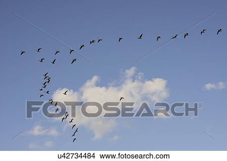 Geese flying View Large Photo Image Picture - Geese flying. Fotosearch