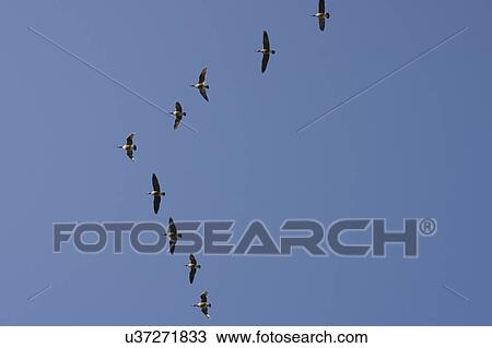 Stock Image - Geese flying. Fotosearch