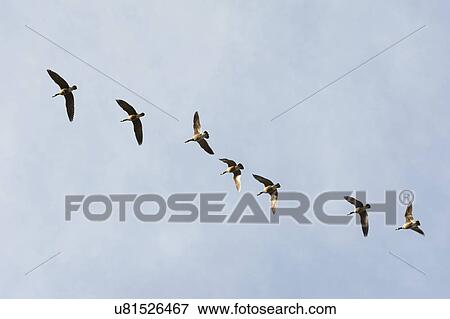 Geese flying View Large Photo Image Stock Photo - Geese flying. Fotosearch