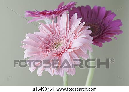 Stock Image - Gerbera daisies. Fotosearch