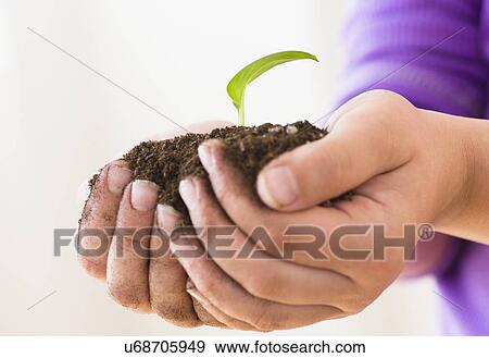 Girl (8-9) holding handful of soil with freshly grown plant View Large Photo Image Stock Photo - Girl (8-9) holding handful of soil with freshly grown plant. Fotosearch