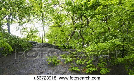 Stock Photo - Green branches in central park. Fotosearch