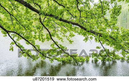 Stock Photo - Green branches in central park. Fotosearch