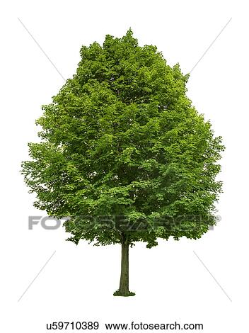 Green tree View Large Photo Image Stock Photo - Green tree. Fotosearch