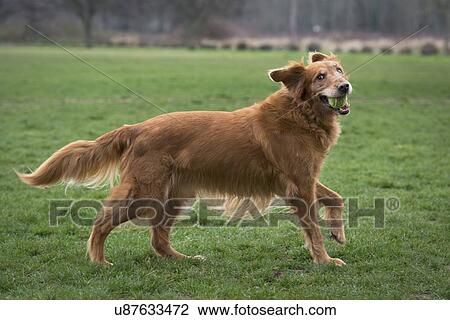 Happy dog with tennis ball View Large Photo Image Stock Image - Happy dog with tennis ball. Fotosearch