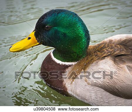 Mallard duck View Large Photo Image Stock Photo - Mallard duck. Fotosearch