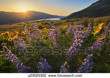 Stock Image - Meadow. Fotosearch