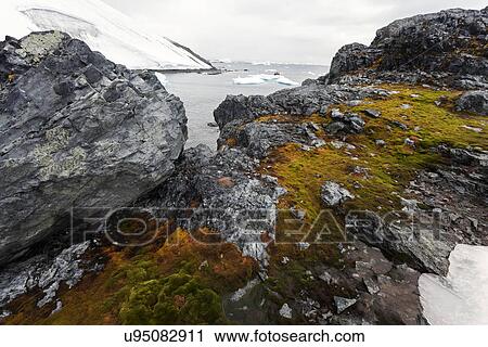 Stock Image - Polar vegetation. Fotosearch