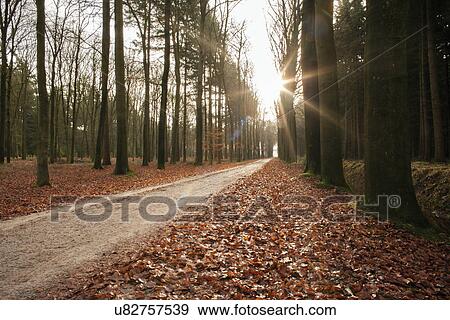 Stock Photo - Road in forest. Fotosearch