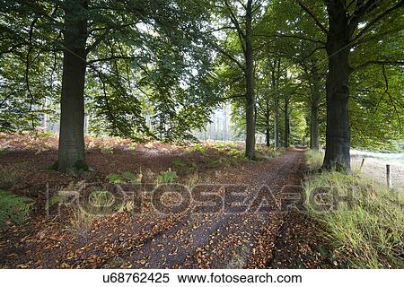 Stock Photography - Road in forest. Fotosearch