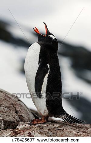 Screaming penguin View Large Photo Image Stock Photo - Screaming penguin. Fotosearch