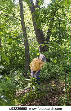 Senior woman hiking in forest View Large Photo Image Stock Photo - Senior woman hiking in forest. Fotosearch