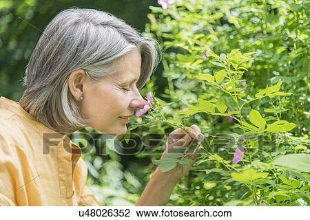 Senior woman smelling flower View Large Photo Image Stock Image - Senior woman smelling flower. Fotosearch