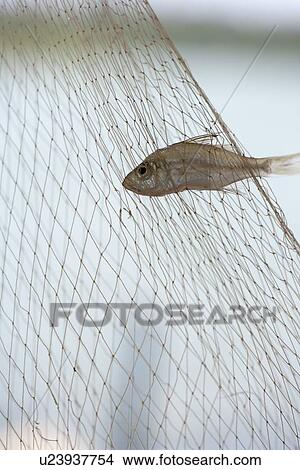 Small fish caught in net View Large Photo Image Picture - Small fish caught in net. Fotosearch