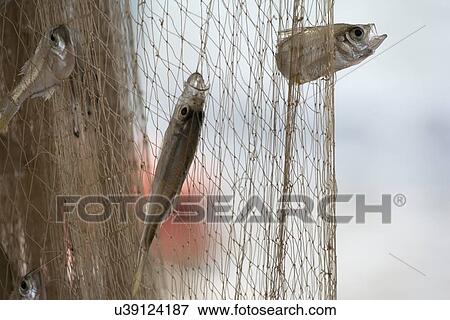 Small fishes caught in net View Large Photo Image Stock Photo - Small fishes caught in net. Fotosearch
