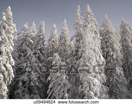 Picture - Snowcapped forest. Fotosearch