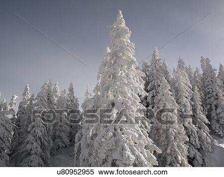 Snowcapped forest View Large Photo Image Stock Photography - Snowcapped forest. Fotosearch